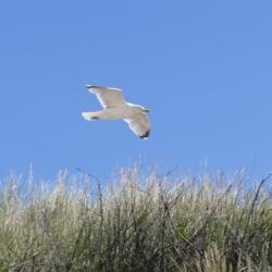 Möwe über der Düne auf Langeoog